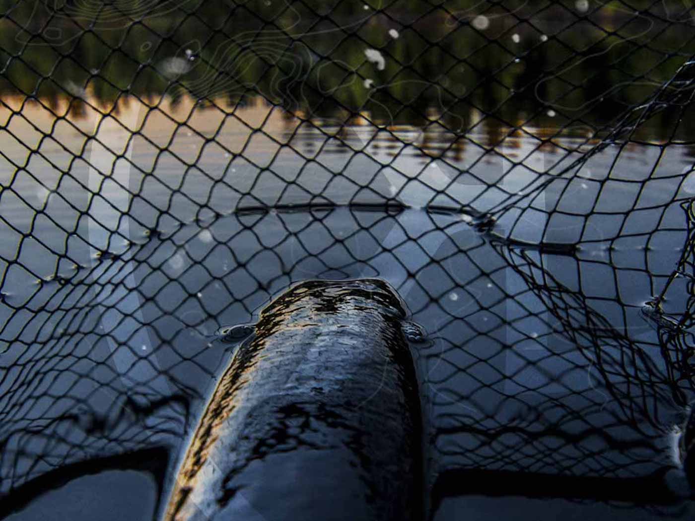 The Charm of Crankbaits: A Profound Dive into Musky Fishing
