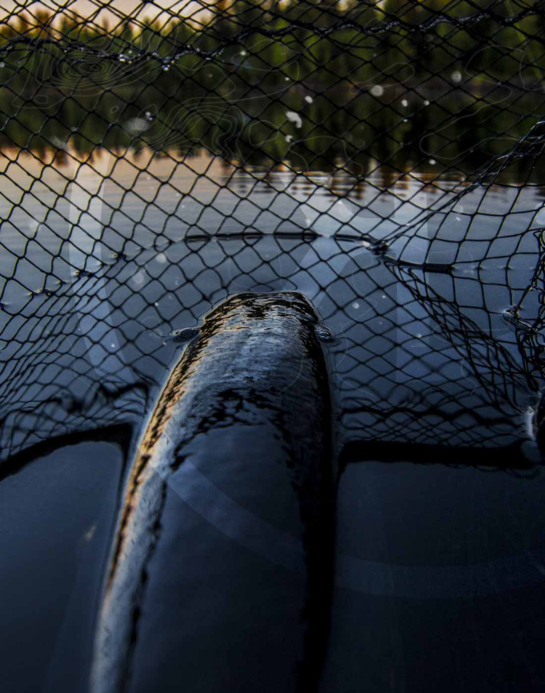 Big Pike back on the water surface sitting on a CWC Monster pike & Musky Net