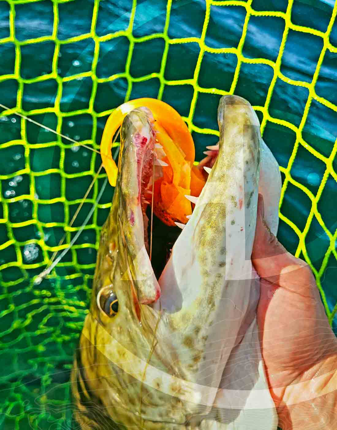 Picture of an angler hand holding a Musky in a RS nets and which has a Medussa lure in the mouth