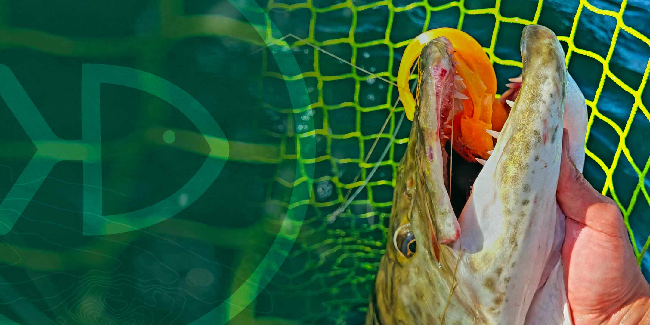 Picture of an angler hand holding a Musky in a RS nets and which has a Medussa lure in the mouth