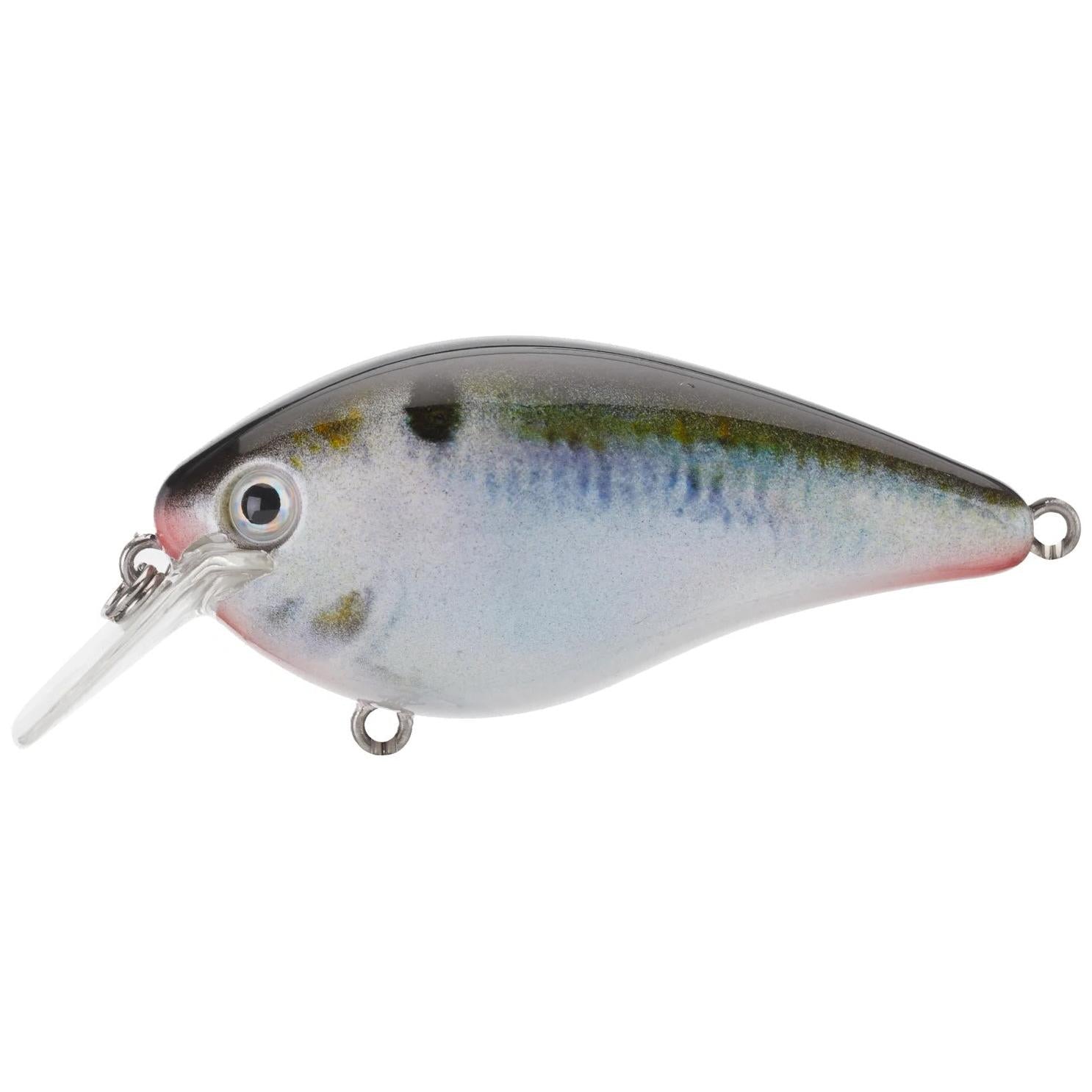 View of Squarebill Strike King KVD 1.5 Hard Knock Natural Shad available at EZOKO Fishing