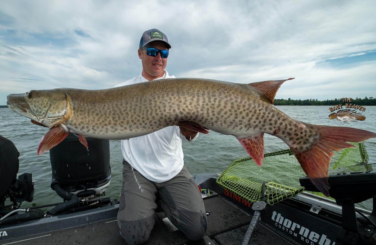 Doug Wegner holding a big Musky caught with a Baby Beaver's bait baby beaver