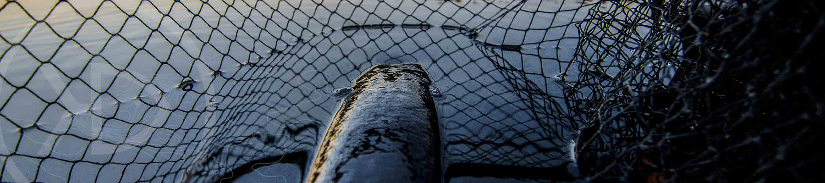 Pike back sitting in the water inside a BFT Monster Net XL