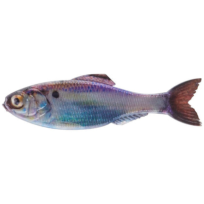 Live Gizzard Shad