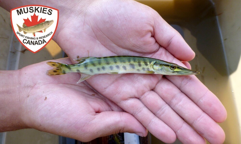 Photography of Baby musky on the palm angler's hand - Muskie Canada logo embedded