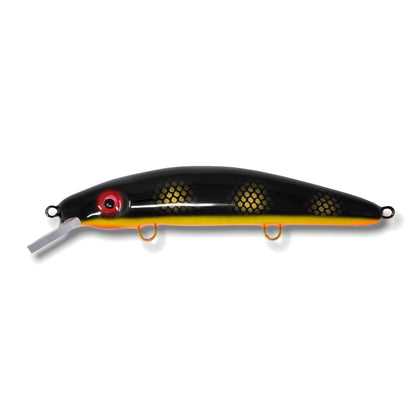 Black Perch / Orange Belly