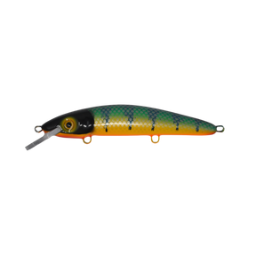 View of Crankbaits Blue Water Baits 9" cisco (Synthetic Cedar) - shallow Crankbait Michigan Perch / Orange Belly available at EZOKO Pike and Musky Shop