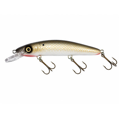 Tenesse Shad / White Belly