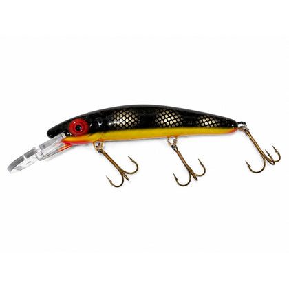 Black Perch - Orange Belly