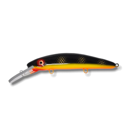 Black Perch / Orange Belly
