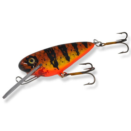 Brown Perch Orange Belly