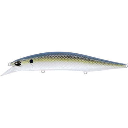 American Shad