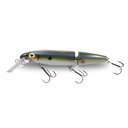 Baitfish