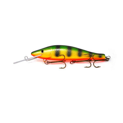 Perch / Orange Belly