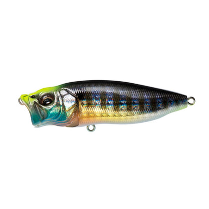 Gg Wild Gill