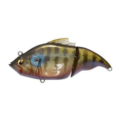 Ito Cichlid