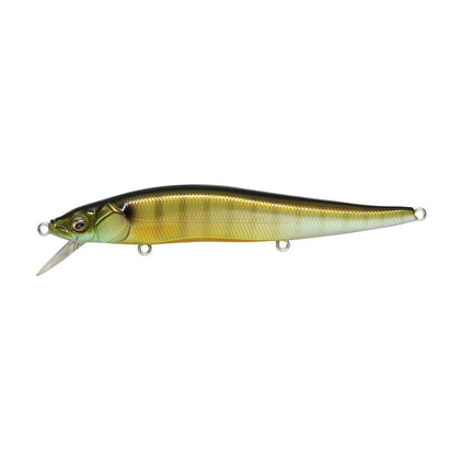 Gill