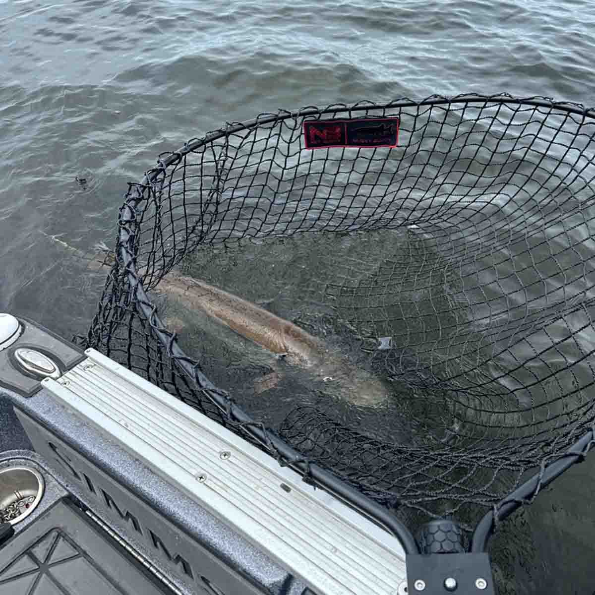 View of Nets Net Buddy MEGA Musky Buddy Net 40 X 44 available at EZOKO Pike and Musky Shop
