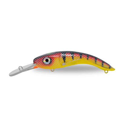 Red Perch Yellow Belly