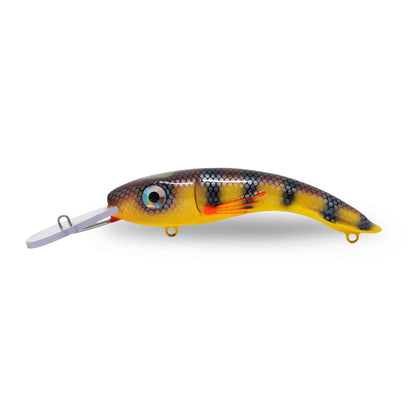 St-Lawrence perch Yellow Belly