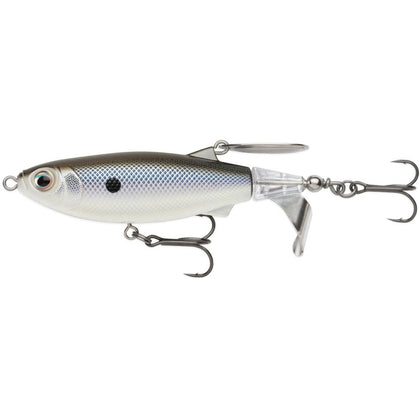Black Back Shad