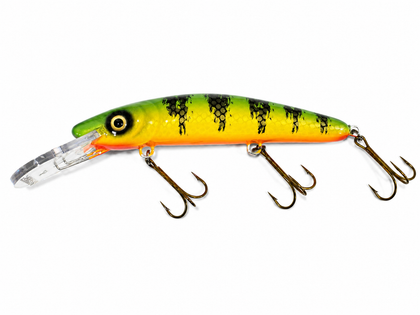 Chalky Perch - Orange Belly