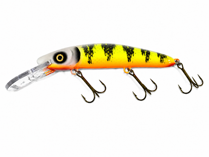 Pale Face Perch - Orange Belly