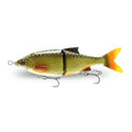 Golden Shiner