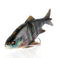 Bluegill