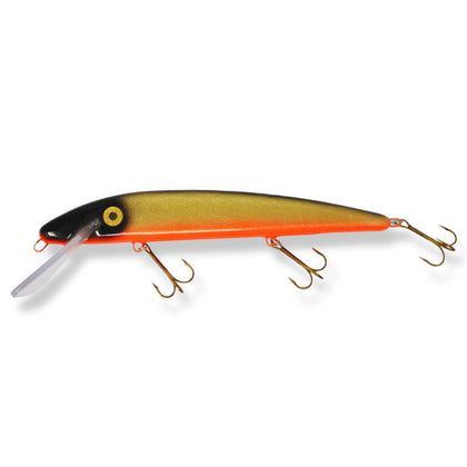 Golden Shiner