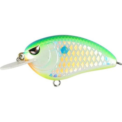 Citrus Shad