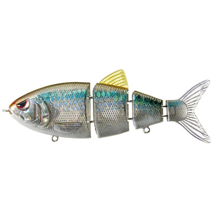 Blue Back Herring