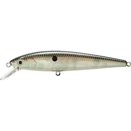 Green Gizzard Shad