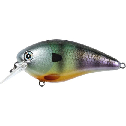 Bluegill