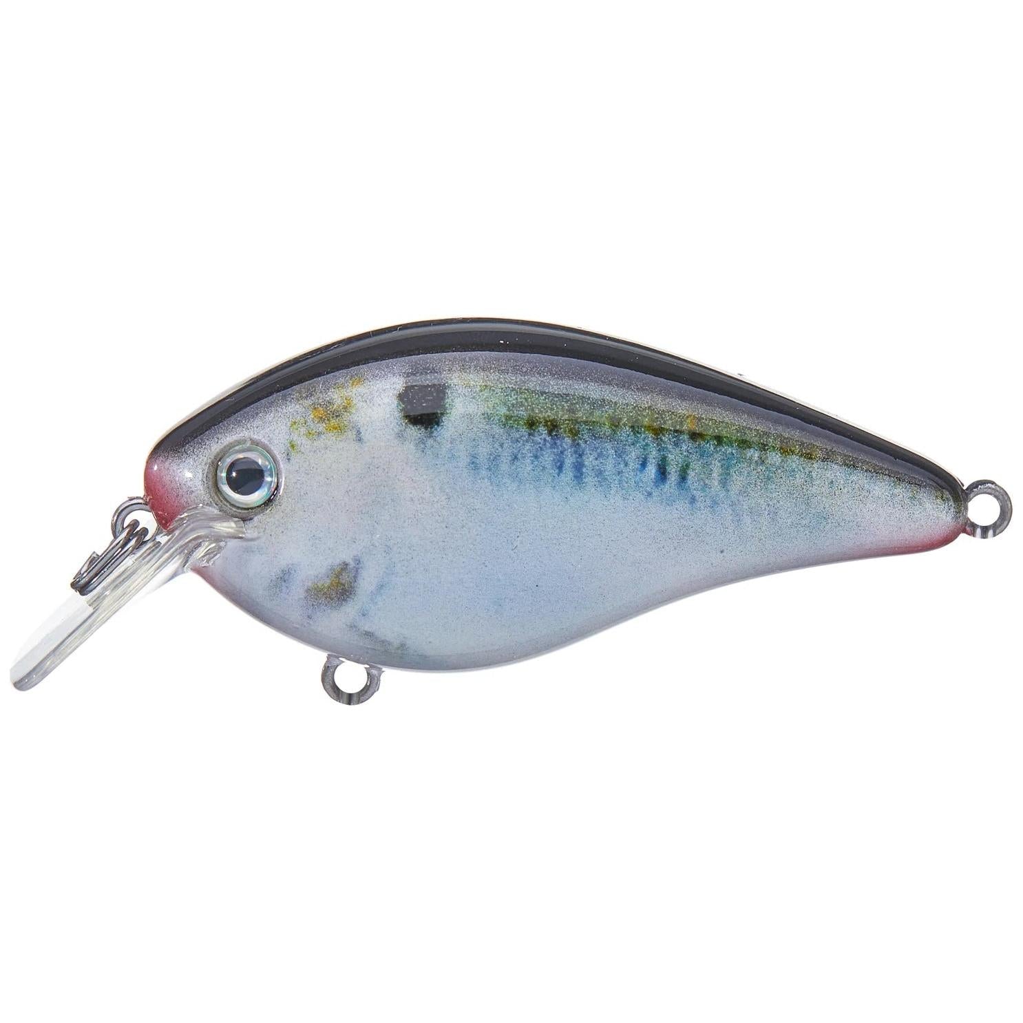 View of Squarebill Strike King KVD Square Bill 1.0 Natural Shad available at EZOKO Fishing