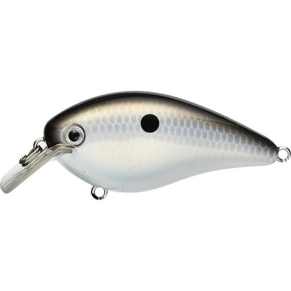 Gizzard Shad