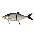 American shad